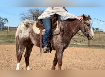 American Quarter Horse, Wallach, 6 Jahre, 140 cm, Roan-Red