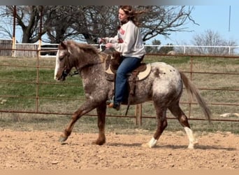 American Quarter Horse, Wallach, 6 Jahre, 140 cm, Roan-Red