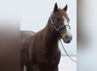 American Quarter Horse, Wallach, 6 Jahre, 140 cm, Roan-Red
