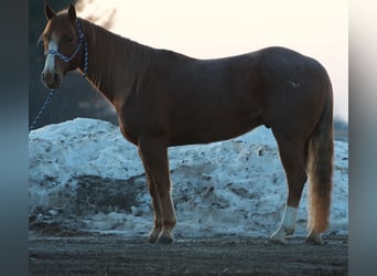 American Quarter Horse, Wallach, 6 Jahre, 140 cm, Roan-Red