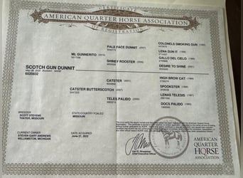American Quarter Horse, Wallach, 6 Jahre, 142 cm, Buckskin