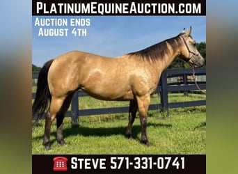 American Quarter Horse, Wallach, 6 Jahre, 142 cm, Buckskin