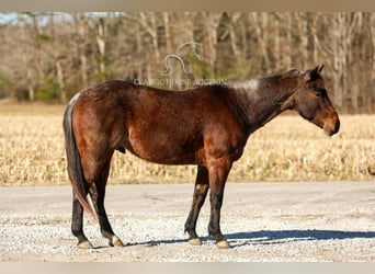 American Quarter Horse, Wallach, 6 Jahre, 142 cm