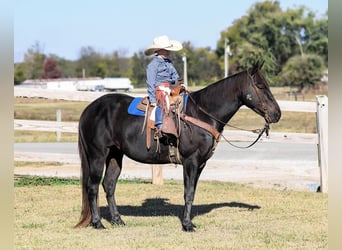 American Quarter Horse, Wallach, 6 Jahre, 142 cm, Rappe
