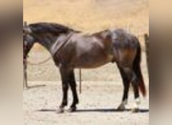 American Quarter Horse, Wallach, 6 Jahre, 142 cm, Roan-Blue