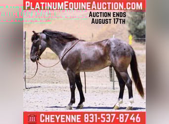 American Quarter Horse, Wallach, 6 Jahre, 142 cm, Roan-Blue