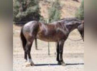 American Quarter Horse, Wallach, 6 Jahre, 142 cm, Roan-Blue