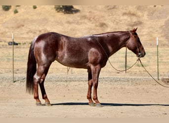 American Quarter Horse, Wallach, 6 Jahre, 142 cm, Roan-Red