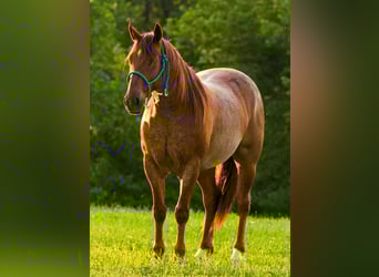 American Quarter Horse, Wallach, 6 Jahre, 142 cm, Roan-Red