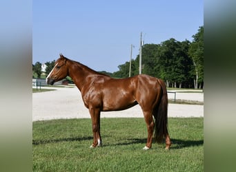 American Quarter Horse, Wallach, 6 Jahre, 142 cm, Rotfuchs