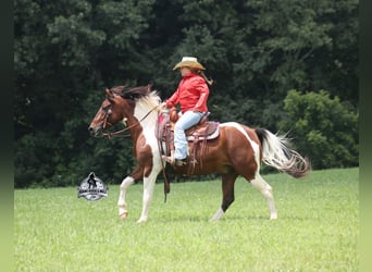 American Quarter Horse, Wallach, 6 Jahre, 142 cm, Tobiano-alle-Farben
