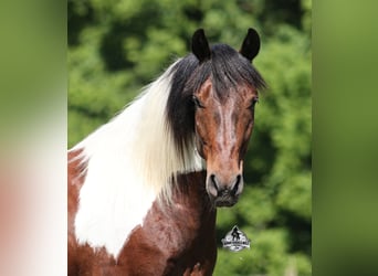 American Quarter Horse, Wallach, 6 Jahre, 142 cm, Tobiano-alle-Farben