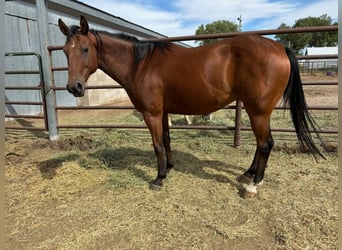 American Quarter Horse, Wallach, 6 Jahre, 142 cm