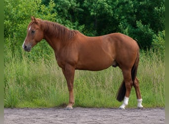 American Quarter Horse, Wallach, 6 Jahre, 144 cm, Fuchs
