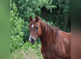 American Quarter Horse, Wallach, 6 Jahre, 144 cm, Fuchs