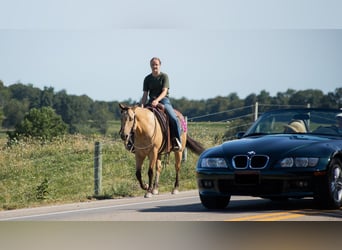 American Quarter Horse, Wallach, 6 Jahre, 145 cm, Buckskin