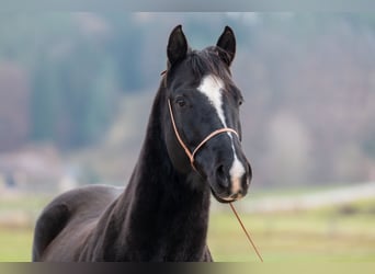 American Quarter Horse, Wallach, 6 Jahre, 145 cm, Rappe