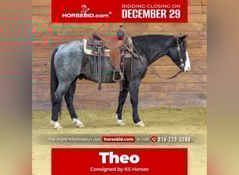 American Quarter Horse, Wallach, 6 Jahre, 145 cm, Roan-Blue