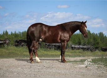 American Quarter Horse, Wallach, 6 Jahre, 145 cm, Rotfuchs