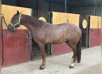 American Quarter Horse, Wallach, 6 Jahre, 146 cm, Fuchs