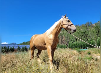 American Quarter Horse, Wallach, 6 Jahre, 146 cm, Palomino
