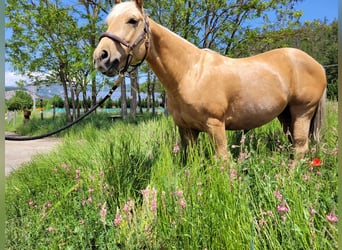 American Quarter Horse, Wallach, 6 Jahre, 146 cm, Palomino