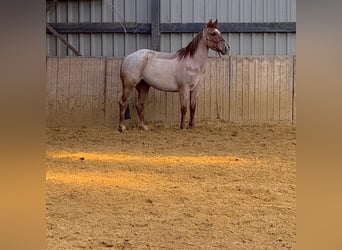 American Quarter Horse, Wallach, 6 Jahre, 146 cm, Roan-Red