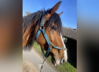 American Quarter Horse, Wallach, 6 Jahre, 147 cm, Brauner