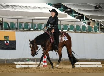 American Quarter Horse, Wallach, 6 Jahre, 147 cm, Brauner