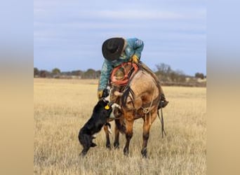 American Quarter Horse, Wallach, 6 Jahre, 147 cm, Buckskin