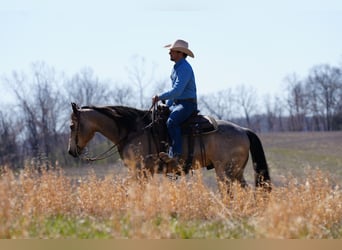 American Quarter Horse, Wallach, 6 Jahre, 147 cm, Buckskin