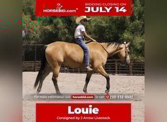American Quarter Horse, Wallach, 6 Jahre, 147 cm, Buckskin