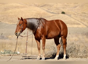 American Quarter Horse, Wallach, 6 Jahre, 147 cm, Dunkelfuchs