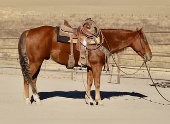 American Quarter Horse, Wallach, 6 Jahre, 147 cm, Dunkelfuchs