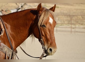 American Quarter Horse, Wallach, 6 Jahre, 147 cm, Dunkelfuchs