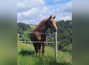 American Quarter Horse, Wallach, 6 Jahre, 147 cm, Fuchs