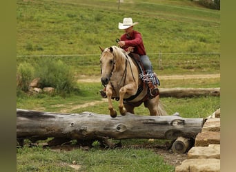 American Quarter Horse, Wallach, 6 Jahre, 147 cm, Palomino