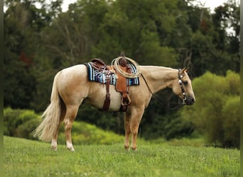 American Quarter Horse, Wallach, 6 Jahre, 147 cm, Palomino