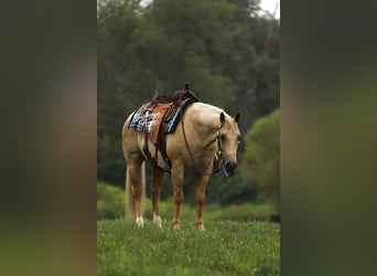 American Quarter Horse, Wallach, 6 Jahre, 147 cm, Palomino