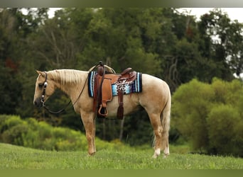 American Quarter Horse, Wallach, 6 Jahre, 147 cm, Palomino
