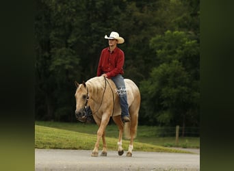 American Quarter Horse, Wallach, 6 Jahre, 147 cm, Palomino