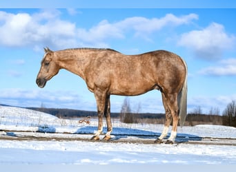 American Quarter Horse, Wallach, 6 Jahre, 147 cm, Palomino