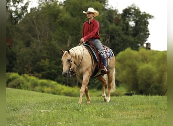 American Quarter Horse, Wallach, 6 Jahre, 147 cm, Palomino