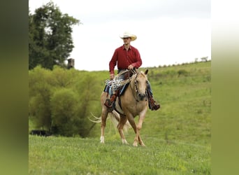 American Quarter Horse, Wallach, 6 Jahre, 147 cm, Palomino