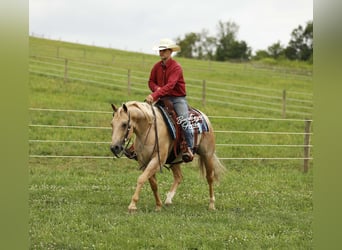 American Quarter Horse, Wallach, 6 Jahre, 147 cm, Palomino