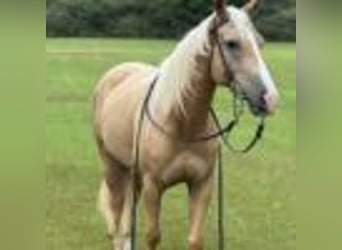 American Quarter Horse, Wallach, 6 Jahre, 147 cm, Palomino