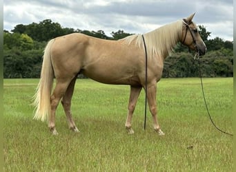 American Quarter Horse, Wallach, 6 Jahre, 147 cm, Palomino