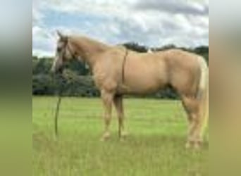 American Quarter Horse, Wallach, 6 Jahre, 147 cm, Palomino