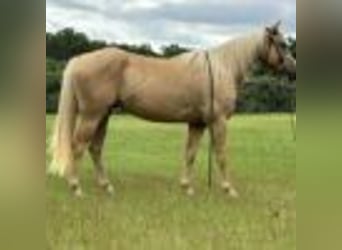 American Quarter Horse, Wallach, 6 Jahre, 147 cm, Palomino