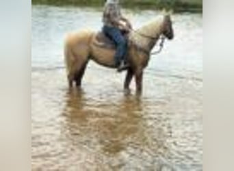 American Quarter Horse, Wallach, 6 Jahre, 147 cm, Palomino